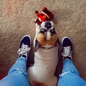 Meet your Posher, Darcy